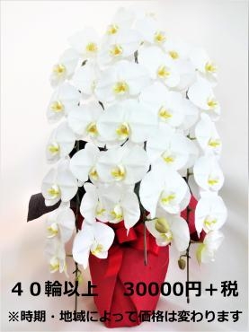 産直胡蝶蘭はじめました～｜「ポピー」　（京都府八幡市の花キューピット加盟店 花屋）のブログ