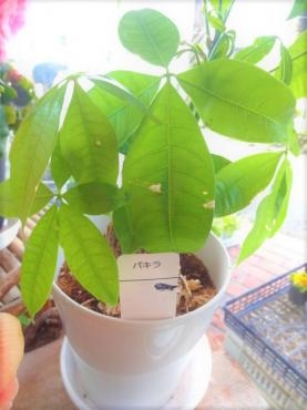 観葉植物が枯れやすい時期です｜「ポピー」　（京都府八幡市の花キューピット加盟店 花屋）のブログ