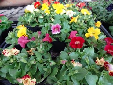 昨日の鉢苗物入荷｜「ポピー」　（京都府八幡市の花キューピット加盟店 花屋）のブログ