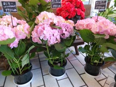 今日の鉢物即日アップ｜「ポピー」　（京都府八幡市の花キューピット加盟店 花屋）のブログ