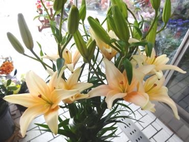 プチスカシユリ｜「ポピー」　（京都府八幡市の花キューピット加盟店 花屋）のブログ