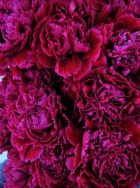 カーネーション（ノビオドルチェネロ）・フラワーバレンタインに｜「ポピー」　（京都府八幡市の花キューピット加盟店 花屋）のブログ