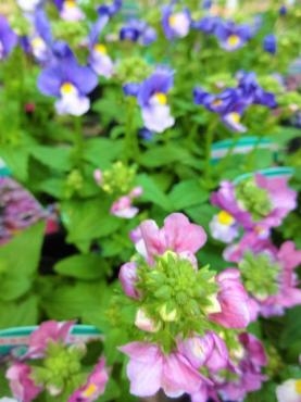 昨日の鉢苗物情報（宿根ネメシア・桜草・羽衣ジャスミン・雲南桜草・デージー他）｜「ポピー」　（京都府八幡市の花キューピット加盟店 花屋）のブログ