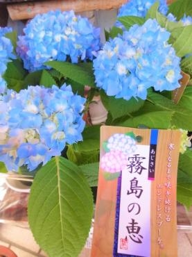 昨日の鉢苗物（アジサイ（霧島の恵）・ネモフィラ青・モッコウバラ・サクランボ・多肉植物・クリスマスローズ他）｜「ポピー」　（京都府八幡市の花キューピット加盟店 花屋）のブログ