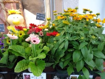 父の日前の鉢物｜「ポピー」　（京都府八幡市の花キューピット加盟店 花屋）のブログ
