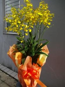 お届けしましたよ～！｜「緑花園」　（徳島県吉野川市の花キューピット加盟店 花屋）のブログ