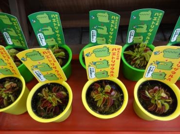 土曜日入荷の苗物｜「ポピー」　（京都府八幡市の花キューピット加盟店 花屋）のブログ