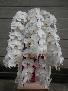 20周年お祝いの胡蝶蘭｜「緑花園」　（徳島県吉野川市の花キューピット加盟店 花屋）のブログ