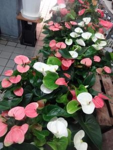 今年のお中元は・・・これ！｜「緑花園」　（徳島県吉野川市の花キューピット加盟店 花屋）のブログ