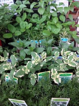 土曜日の鉢物｜「ポピー」　（京都府八幡市の花キューピット加盟店 花屋）のブログ