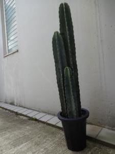 本日鉢植入荷！｜「緑花園」　（徳島県吉野川市の花キューピット加盟店 花屋）のブログ
