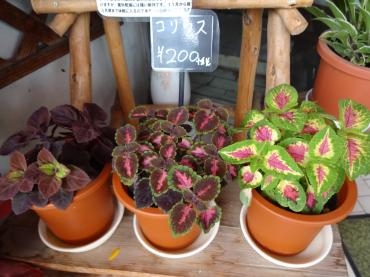 観葉植物ばかり？｜「ポピー」　（京都府八幡市の花キューピット加盟店 花屋）のブログ