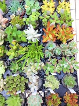 昨日の鉢苗物仕入れ（多肉植物・芝桜・ベゴニア・ペチュニア・バジル・パセリ他）｜「ポピー」　（京都府八幡市の花キューピット加盟店 花屋）のブログ