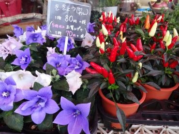 土曜日の鉢物苗物｜「ポピー」　（京都府八幡市の花キューピット加盟店 花屋）のブログ