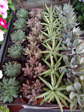 土曜日の鉢苗物（多肉植物入荷）｜「ポピー」　（京都府八幡市の花キューピット加盟店 花屋）のブログ