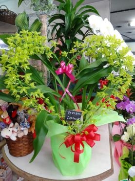 土曜日入荷の鉢苗物｜「ポピー」　（京都府八幡市の花キューピット加盟店 花屋）のブログ
