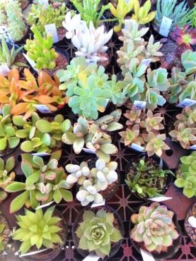 昨日の鉢苗物入荷情報（多肉植物・ハーブ各種・バーベナ・クレマチス・ネモフィラ他）｜「ポピー」　（京都府八幡市の花キューピット加盟店 花屋）のブログ