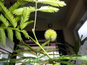 エバーフレッシュが・・・｜「緑花園」　（徳島県吉野川市の花キューピット加盟店 花屋）のブログ