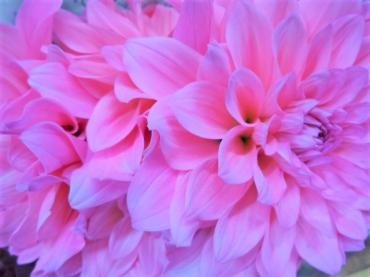 入学式・・・・・延期!?｜「ポピー」　（京都府八幡市の花キューピット加盟店 花屋）のブログ