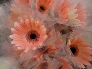 無花粉ガーベラに新色｜「ポピー」　（京都府八幡市の花キューピット加盟店 花屋）のブログ