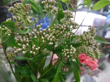 ふじばかま｜「ポピー」　（京都府八幡市の花キューピット加盟店 花屋）のブログ