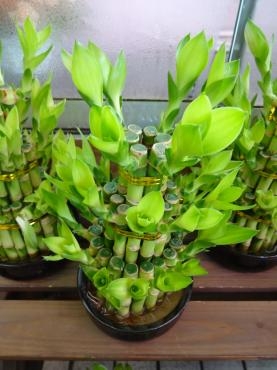 やっと少し入荷量が増えてきた鉢物｜「ポピー」　（京都府八幡市の花キューピット加盟店 花屋）のブログ