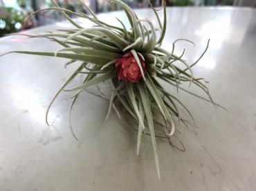 エアプランツ　花付き!!!｜「ポピー」　（京都府八幡市の花キューピット加盟店 花屋）のブログ