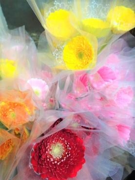 緊急企画！「ガーベラバイキング3本100円＋税」｜「ポピー」　（京都府八幡市の花キューピット加盟店 花屋）のブログ
