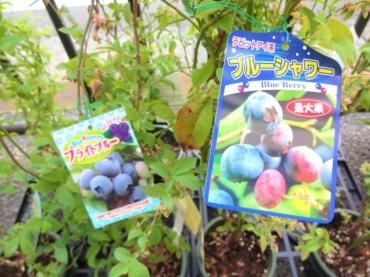 本日入荷の鉢苗物（ブルーベリー・ポトス・オリーブ他）｜「ポピー」　（京都府八幡市の花キューピット加盟店 花屋）のブログ