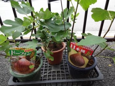 火曜日の鉢物｜「ポピー」　（京都府八幡市の花キューピット加盟店 花屋）のブログ