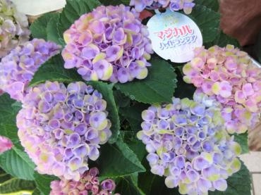 昨日の鉢苗物（アジサイ・ピーマン・ゴーヤ・ポーチュラカ他）｜「ポピー」　（京都府八幡市の花キューピット加盟店 花屋）のブログ