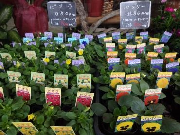 苗鉢物仕入れ｜「ポピー」　（京都府八幡市の花キューピット加盟店 花屋）のブログ