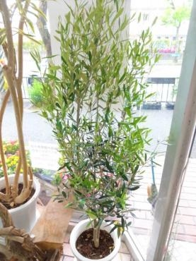 昨日の鉢苗物情報（大オリーブ・あじさい・多肉火祭り・バジル・ニチニチソウ・ハイビスカス他）｜「ポピー」　（京都府八幡市の花キューピット加盟店 花屋）のブログ