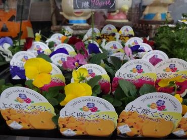 火曜日の鉢物入荷｜「ポピー」　（京都府八幡市の花キューピット加盟店 花屋）のブログ