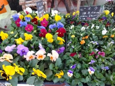 １０/２９（水）から大創業祭!!!　苗鉢物３割引き｜「ポピー」　（京都府八幡市の花キューピット加盟店 花屋）のブログ