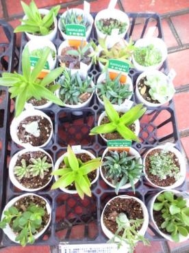 昨日の鉢苗物情報（多肉植物・アジサイ・ルリマツリ・ジニア・アメリカンブルー他）｜「ポピー」　（京都府八幡市の花キューピット加盟店 花屋）のブログ