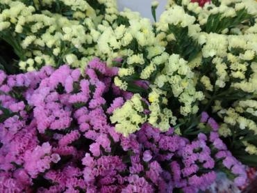 １１/１（土）のお買い得品｜「ポピー」　（京都府八幡市の花キューピット加盟店 花屋）のブログ