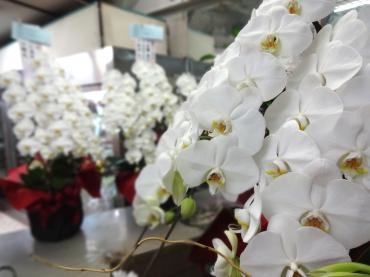 明日大安　胡蝶蘭だらけ｜「ポピー」　（京都府八幡市の花キューピット加盟店 花屋）のブログ