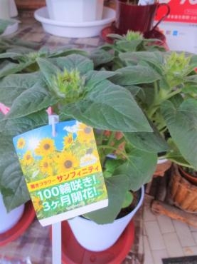 昨日の鉢苗物（100輪咲ひまわり・アジサイ・ハイビスカス・ダブルインパチェンス他）｜「ポピー」　（京都府八幡市の花キューピット加盟店 花屋）のブログ
