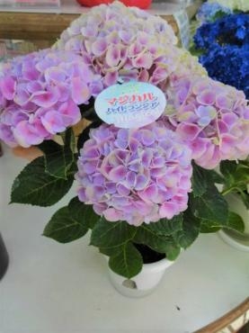 昨日の鉢苗物｜「ポピー」　（京都府八幡市の花キューピット加盟店 花屋）のブログ