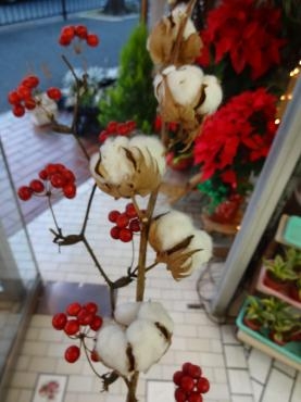 コットンとサンキライ｜「ポピー」　（京都府八幡市の花キューピット加盟店 花屋）のブログ