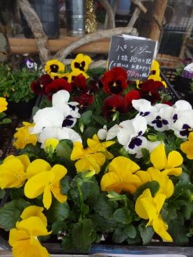 パンジーと葉ボタン｜「ポピー」　（京都府八幡市の花キューピット加盟店 花屋）のブログ