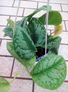 昨日の仕入れ情報（ポトス：スキンダプサス・コバノランタナ・姫モンステラ他）｜「ポピー」　（京都府八幡市の花キューピット加盟店 花屋）のブログ