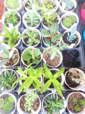 昨日の仕入れ情報（多肉植物・カラジウム・天の川ハラン・子宝草・キキョウ）｜「ポピー」　（京都府八幡市の花キューピット加盟店 花屋）のブログ