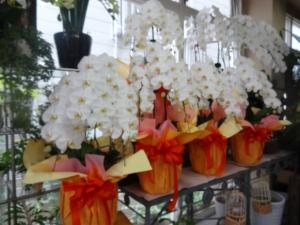 先週のお仕事｜「緑花園」　（徳島県吉野川市の花キューピット加盟店 花屋）のブログ