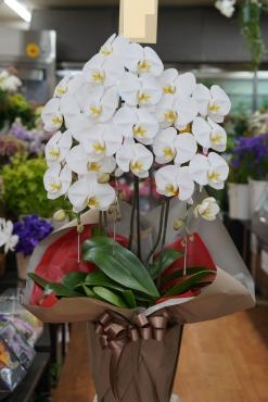 お誕生日＜胡蝶蘭＞お届けしました　三島市フローラント｜「フローラント」　（静岡県三島市の花キューピット加盟店 花屋）のブログ