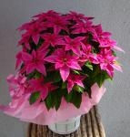 プリンセチア｜「花かざり」　（大阪府大阪市城東区の花キューピット加盟店 花屋）のブログ