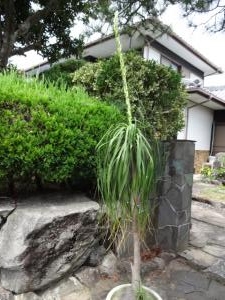 トックリランに花が！｜「緑花園」　（徳島県吉野川市の花キューピット加盟店 花屋）のブログ