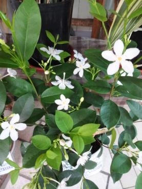昨日の鉢苗物仕入れ（セイロンランティア・コットン・サンスベリア他）｜「ポピー」　（京都府八幡市の花キューピット加盟店 花屋）のブログ