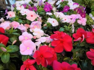 昨日の仕入れ情報（スプレー菊・小菊苗・他）定休日のお知らせ｜「ポピー」　（京都府八幡市の花キューピット加盟店 花屋）のブログ